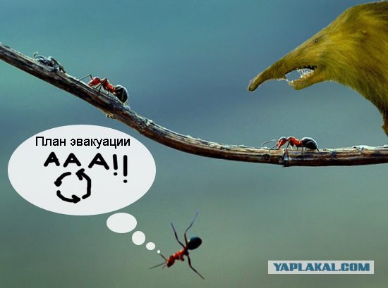 Падение муравья