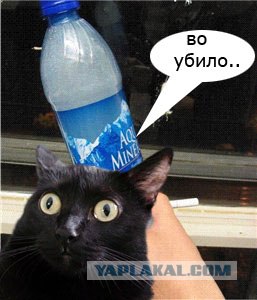 Киса хочет жабы