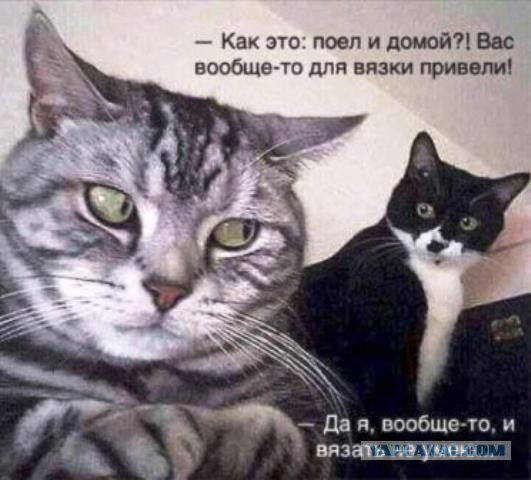 Девушки котовторника