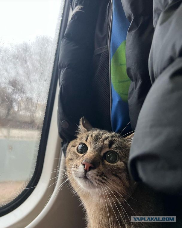 Котовторник