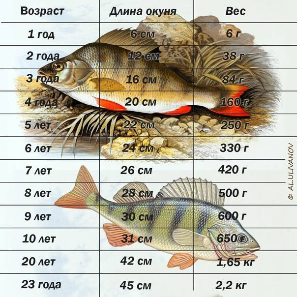 Рыбы, говорит, у него дома нет...