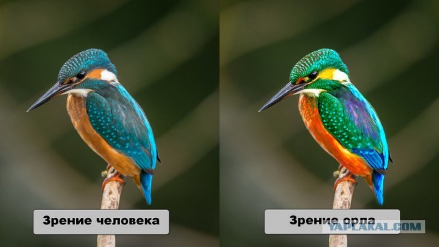Что же такого в орлиных глазах, что делает их лучшими среди всех животных?