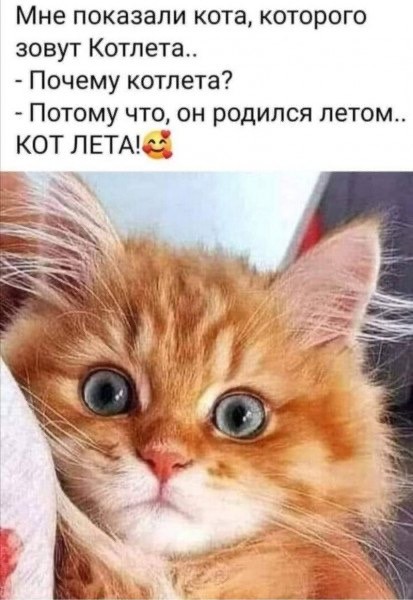 Осенняя кошка