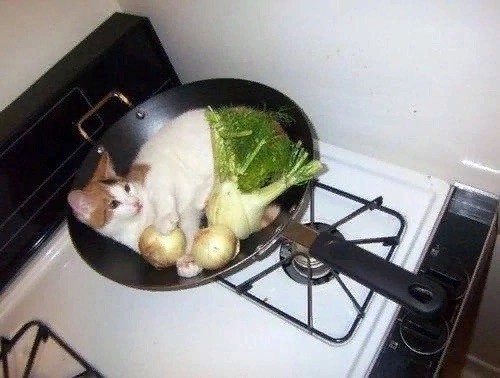 Кошачьи выкрутасы