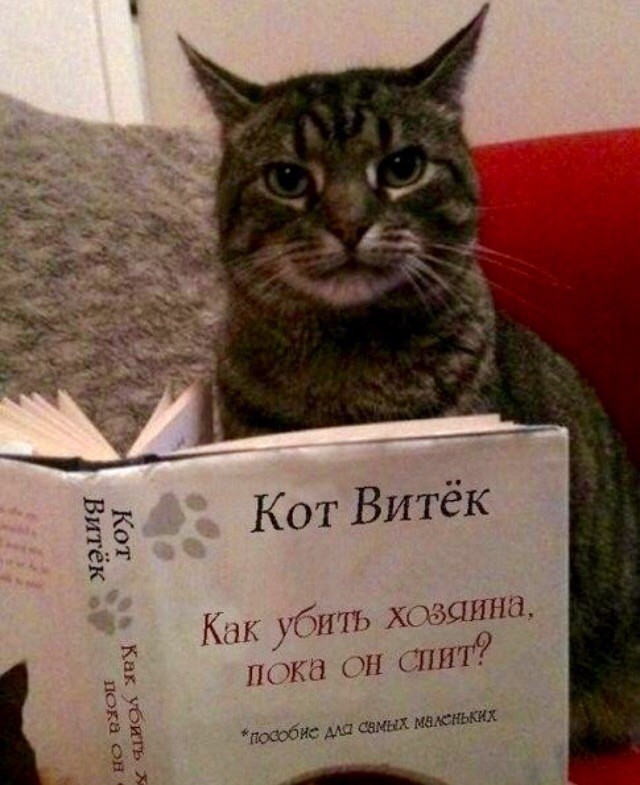 Кот нанес смертельную рану мужчине в Ленобласти