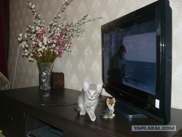Ликбез по кошачьим породам.