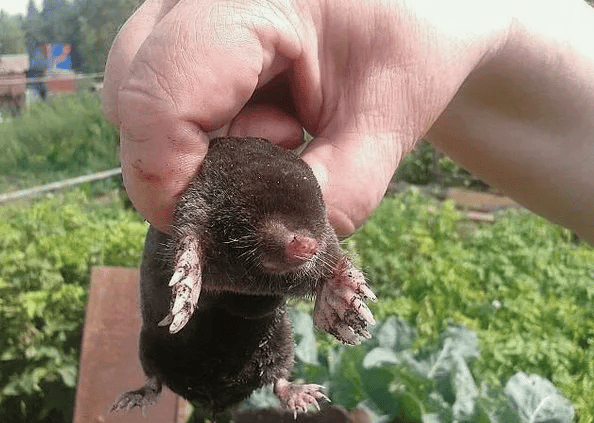 Можно ли есть крота, если припрёт. Денег уже нет, а на даче их полно