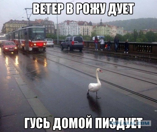 Юмор в картинках и без