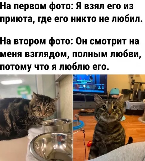 Котямбосы