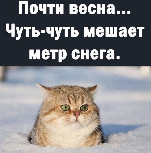 Подборка картинок-баянов с котиками и про котиков. Выпуск 34.