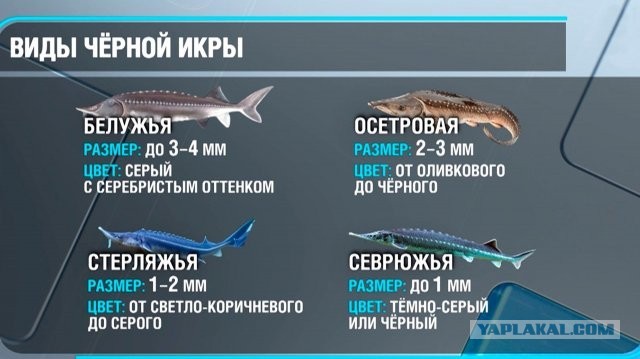 Сет Сибирское застолье за 95 000 в ресторане Манул