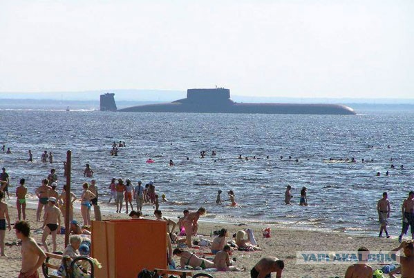 Зубр приплыл на пляж
