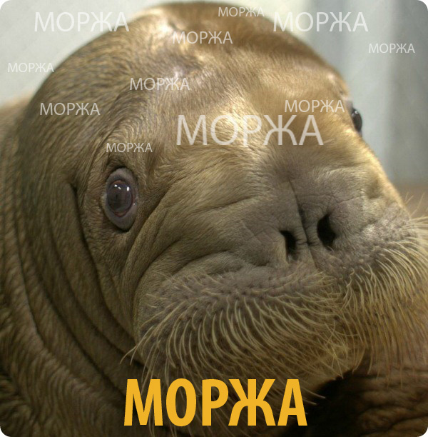 Сотрудники банка "Траст" гадят в лифтах