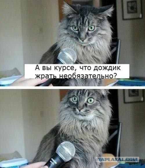 Коты, которых никто не понимает