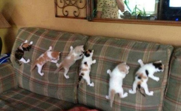 С Котовторником!