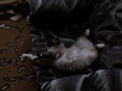 Котовторник 17.06.2014