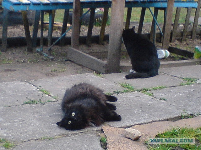 Котовторник 15.07.2014.