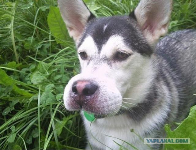 У самого у Каспийского моря...