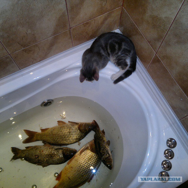 Котовторник 16.09.14