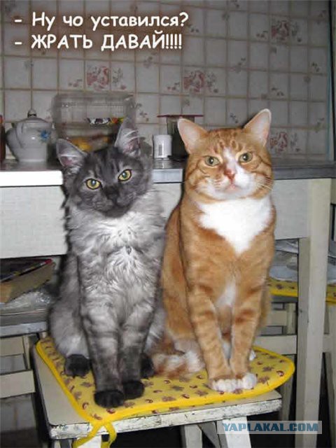 Котёнок на шашлыках!
