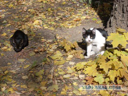 Котовторник 04.11.2014