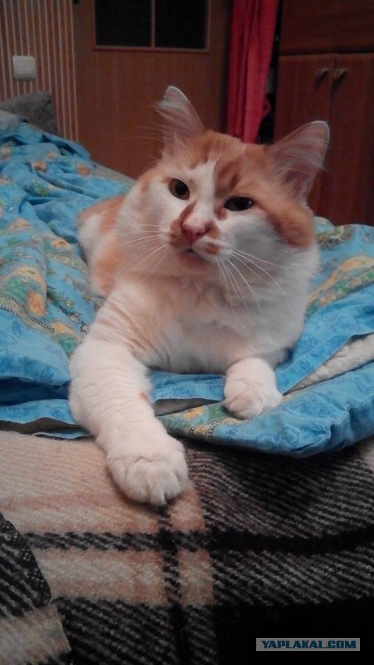 Котовторник