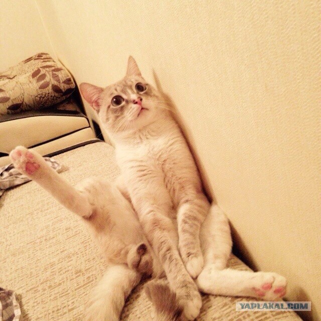 Котовторник