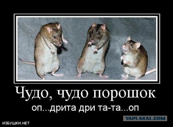 Что за порошок?