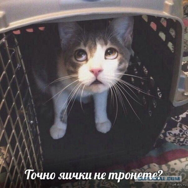 Котовторник 5.05.2015.