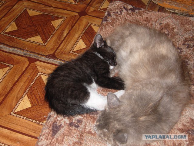 Котовторник 09.06.2015