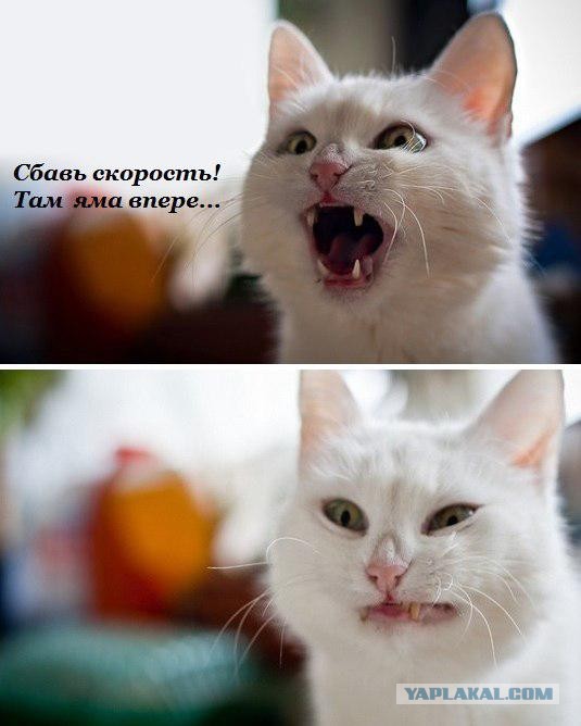 Некоторые факты о кошачьих рекордах