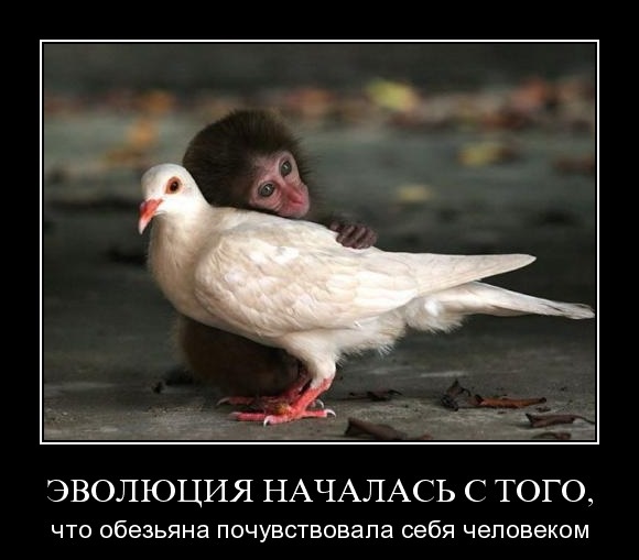 Ответка ИГИЛ