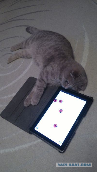 Котовторник
