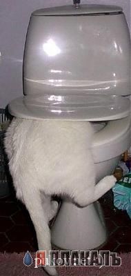 Коты, кошки, котята
