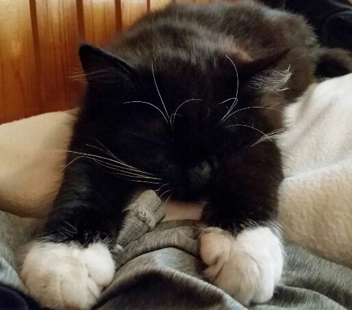 Котовторник 19.01.2016