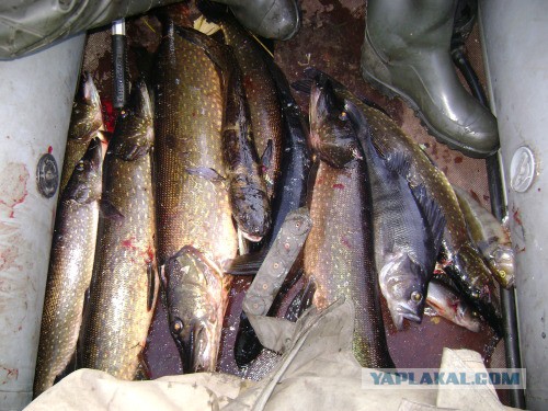 Веппский край, Южная тайга