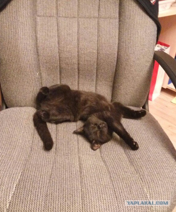 Котовторник 02.02.2016