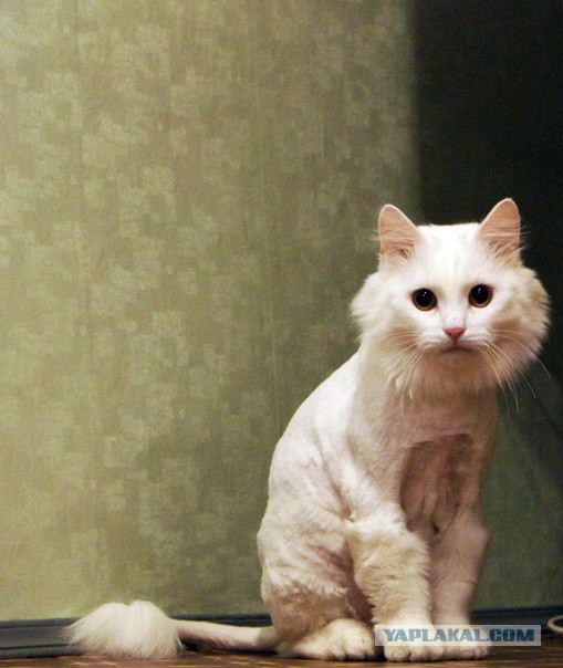 Котовторник 16.02.16
