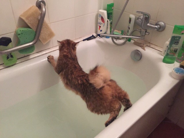 Кот пытался спастись от купания на полке