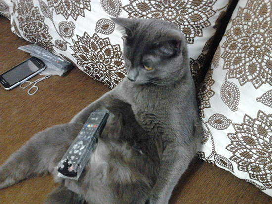 Котовторник  01.03.2016