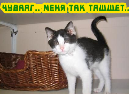 Вторник! Кашаки!