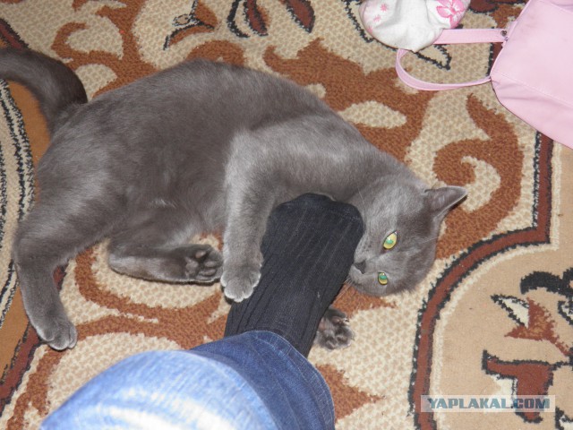 Котовторник 19.04.2016