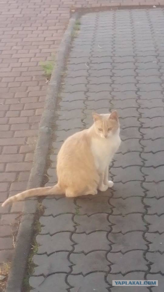 Котовторник 26.07 2016