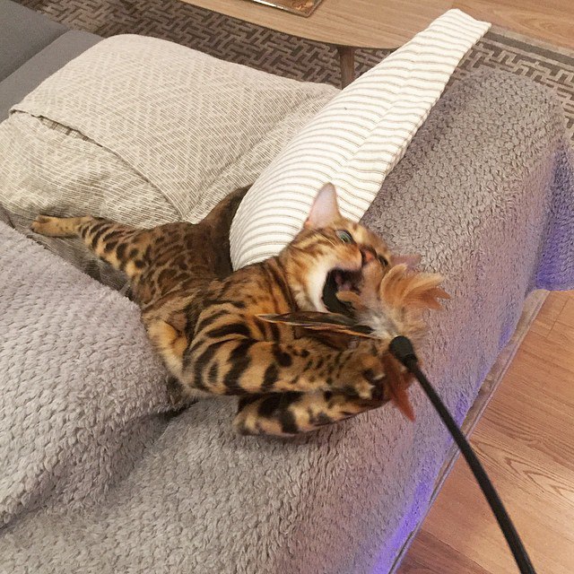 Прикольные животные