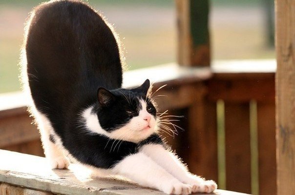 Коты и Кошки