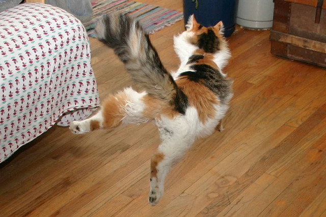 Коты и Кошки