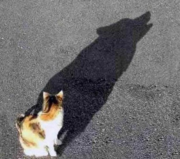 Коты и Кошки