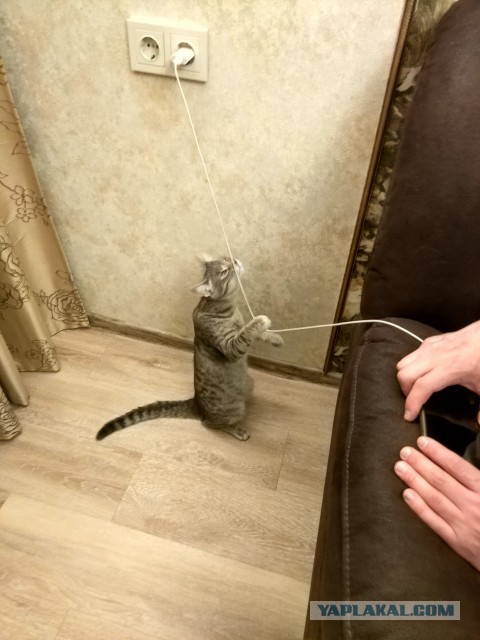 Котовторник 12.12.2017