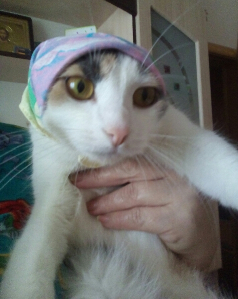 Котовторник 20.02.18