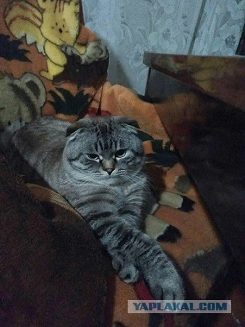 Котовторник 29.5.18